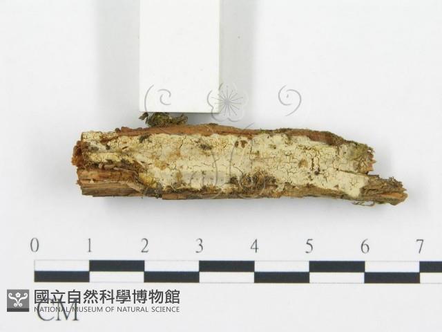 登錄號:F0013699藏品圖，第3張