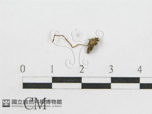 登錄號:F0008499藏品圖，第3張