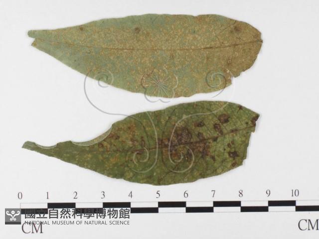 登錄號:F0026499藏品圖，第1張