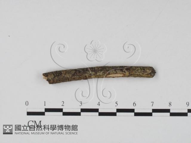 登錄號:F0011499藏品圖，第3張