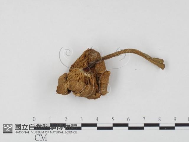 登錄號:F0024499藏品圖，第3張