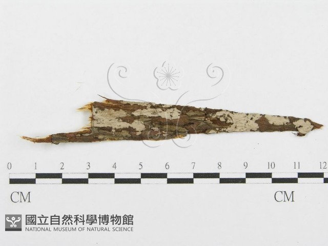 登錄號:F0004499藏品圖，第3張