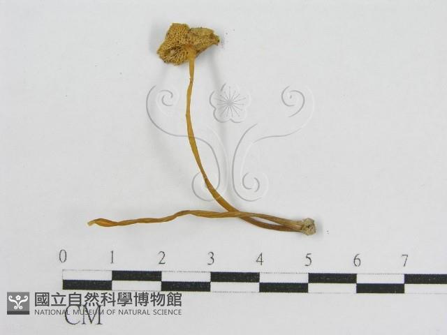 登錄號:F0014499藏品圖，第3張