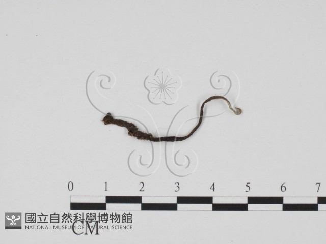炭角菌屬藏品圖，第3張