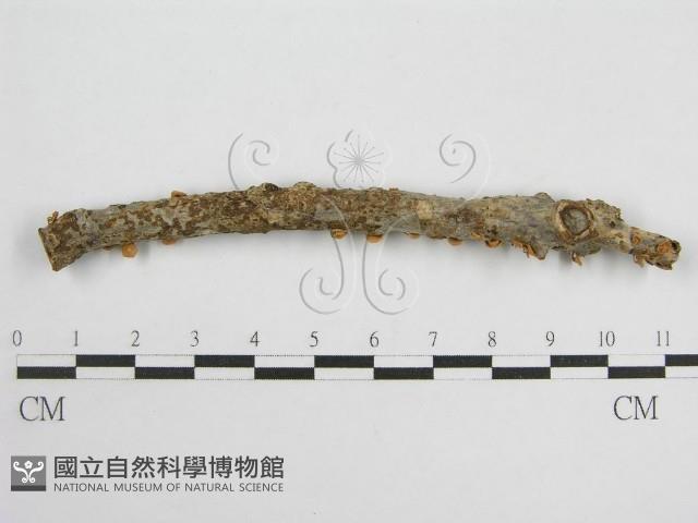 微皮傘屬藏品圖，第3張