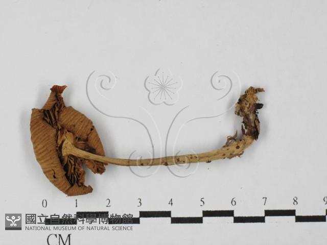 登錄號:F0027499藏品圖，第3張