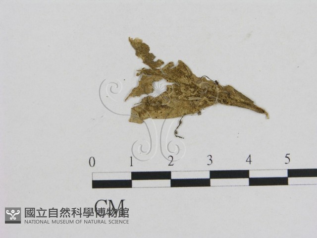 小菇屬藏品圖，第3張