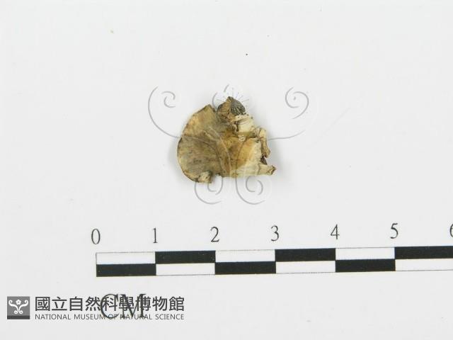 煙管菌藏品圖，第1張