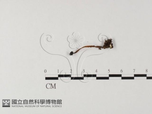 登錄號:F0025499藏品圖，第3張