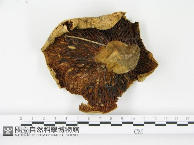 登錄號:F0005499藏品圖，第3張