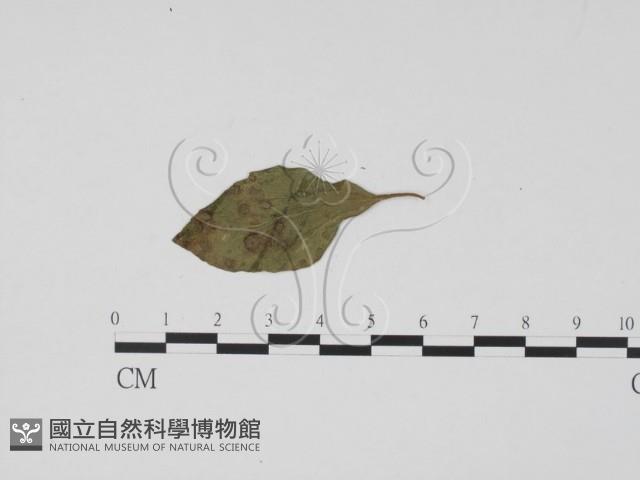 登錄號:F0019499藏品圖，第3張