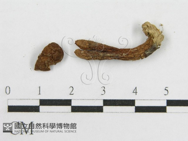 登錄號:F0003499藏品圖，第3張