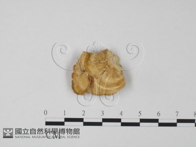 登錄號:F0018799藏品圖，第3張