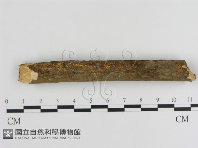刺革菌屬藏品圖，第3張