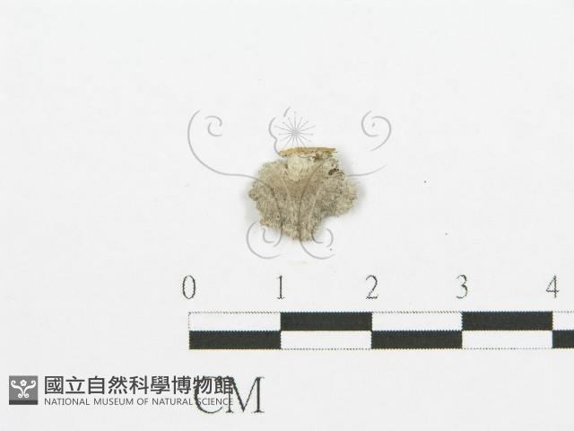 裂褶菌藏品圖，第3張