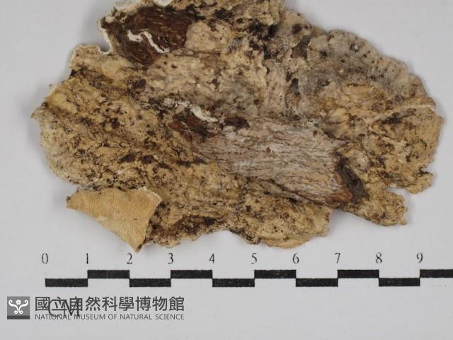 登錄號:F0030799藏品圖，第3張