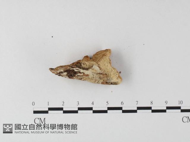 登錄號:F0006799藏品圖，第3張