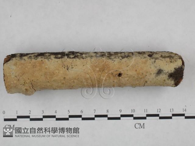 登錄號:F0021799藏品圖，第3張