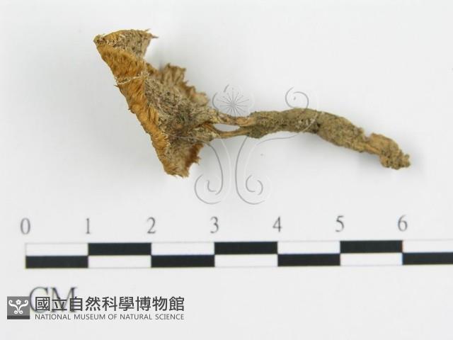 波邊革菌屬藏品圖，第3張