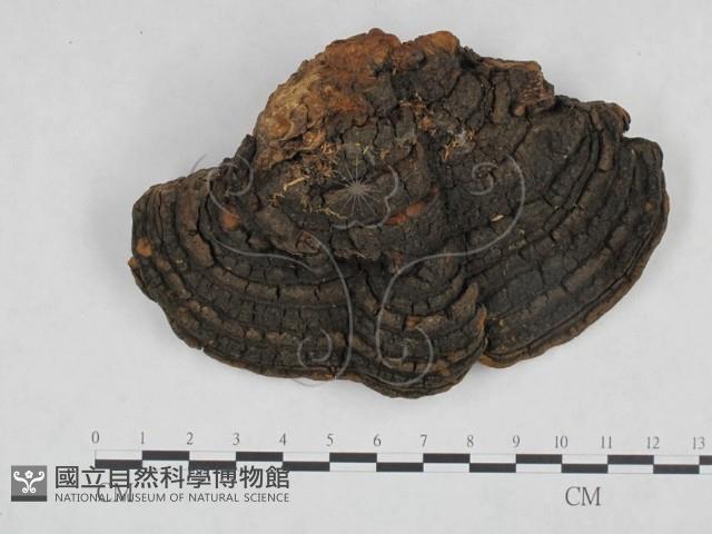 桑黃藏品圖，第3張