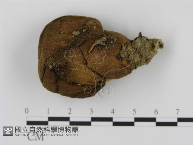 登錄號:F0004799藏品圖，第3張