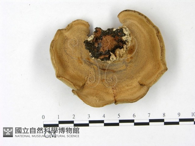 東方栓菌藏品圖，第3張