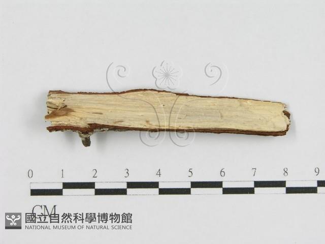 登錄號:F0012799藏品圖，第3張