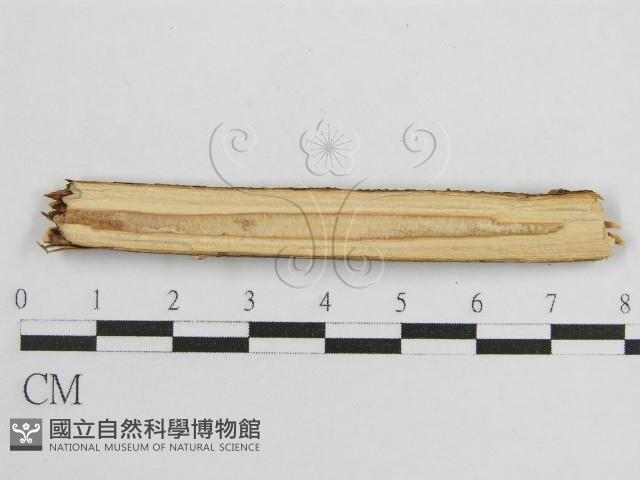 登錄號:F0017799藏品圖，第3張