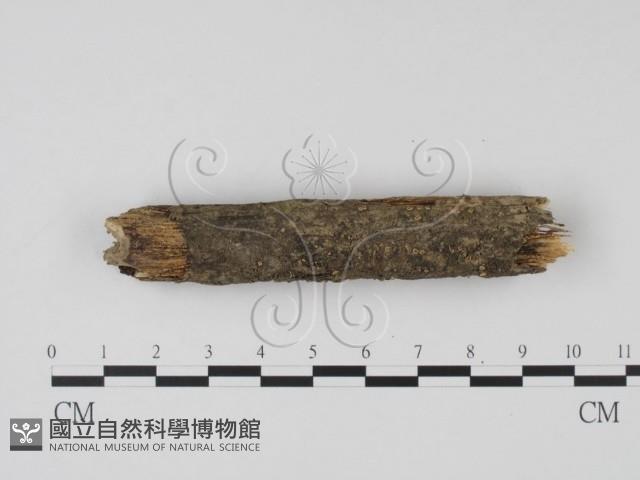 登錄號:F0009799藏品圖，第3張