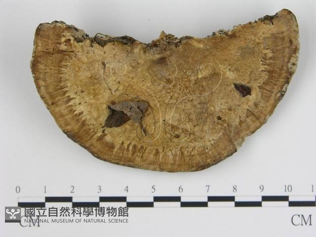 登錄號:F0019799藏品圖，第1張