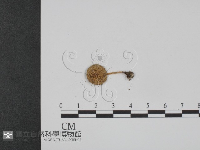 登錄號:F0003799藏品圖，第3張