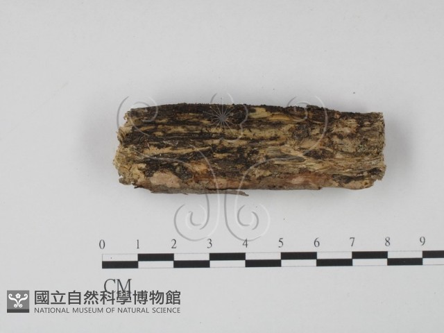 登錄號:F0013799藏品圖，第3張