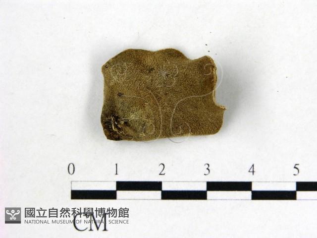 毛木耳藏品圖，第3張