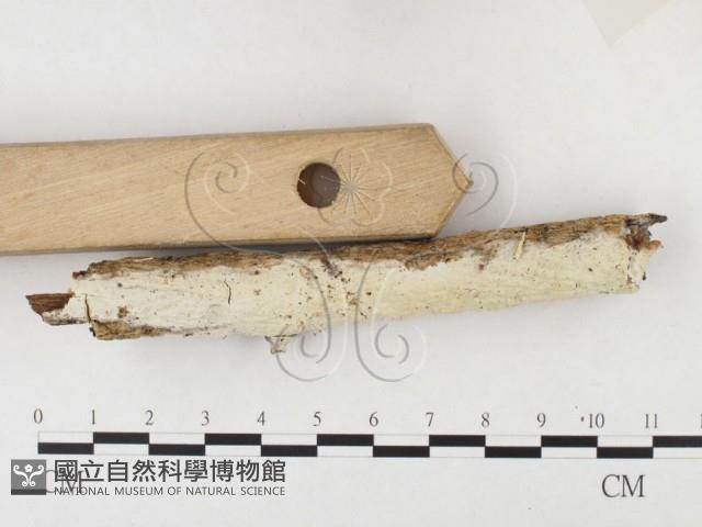 登錄號:F0026599藏品圖，第3張