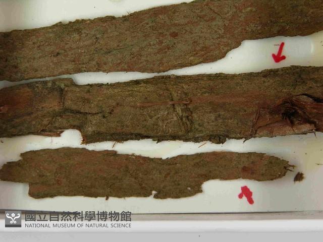 登錄號:F0021599藏品圖，第3張