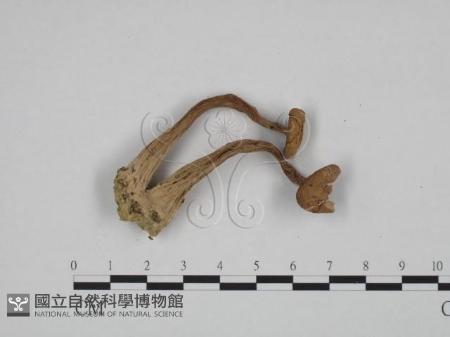 登錄號:F0024599藏品圖，第3張