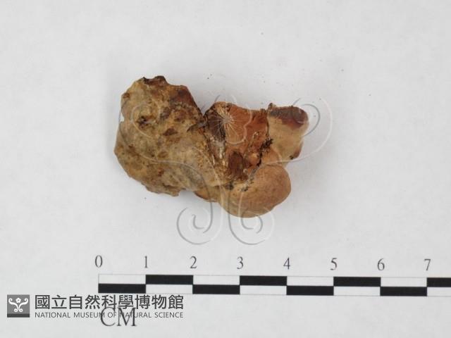 登錄號:F0004599藏品圖，第3張