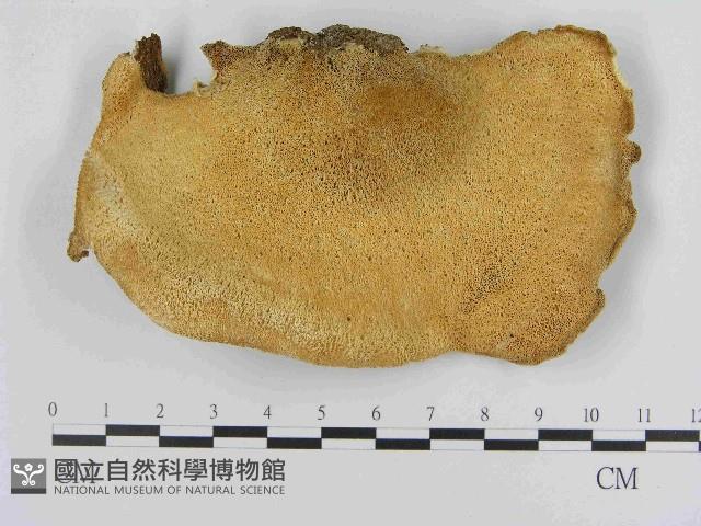 登錄號:F0014599藏品圖，第3張