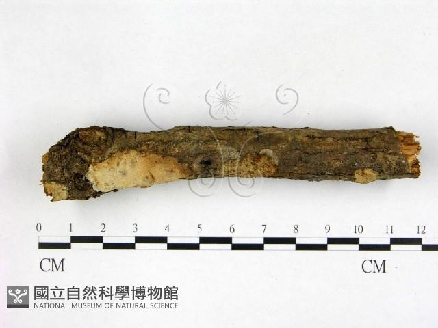 登錄號:F0022599藏品圖，第3張