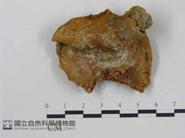 乳菇屬藏品圖，第3張