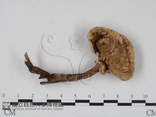 登錄號:F0007599藏品圖，第3張