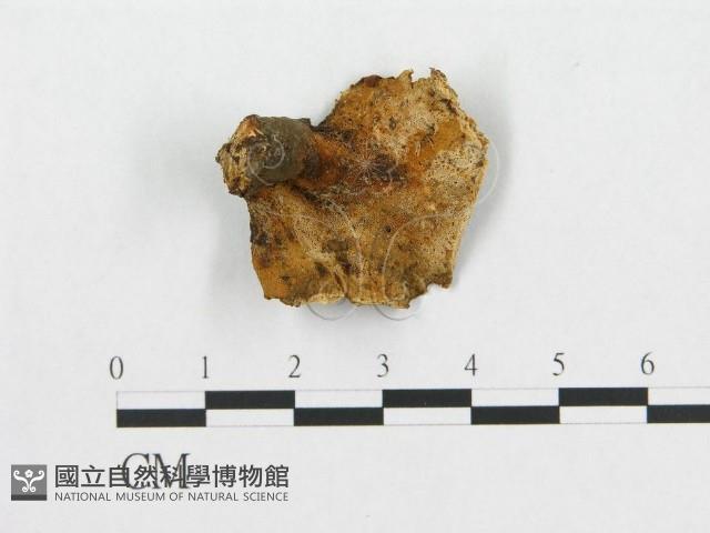 登錄號:F0017599藏品圖，第1張