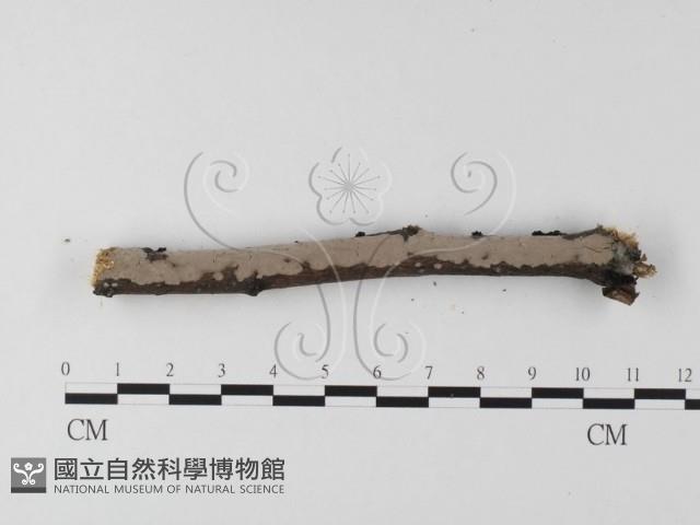 筍殼菌屬藏品圖，第3張