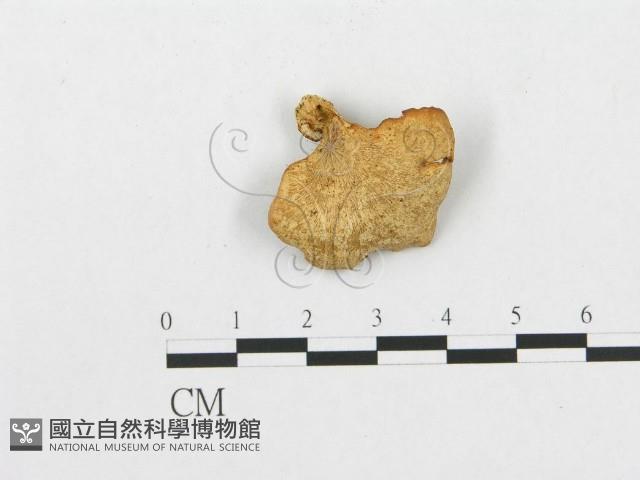 登錄號:F0005599藏品圖，第3張