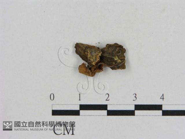 小菇屬藏品圖，第3張