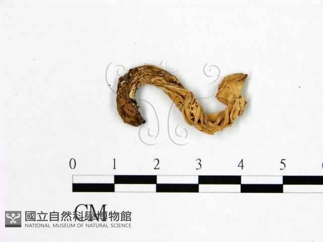 登錄號:F0019599藏品圖，第3張