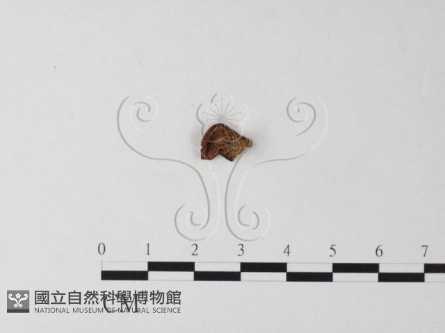 登錄號:F0023599藏品圖，第3張
