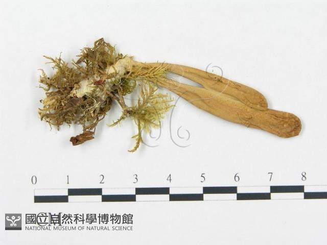 登錄號:F0008199藏品圖，第3張