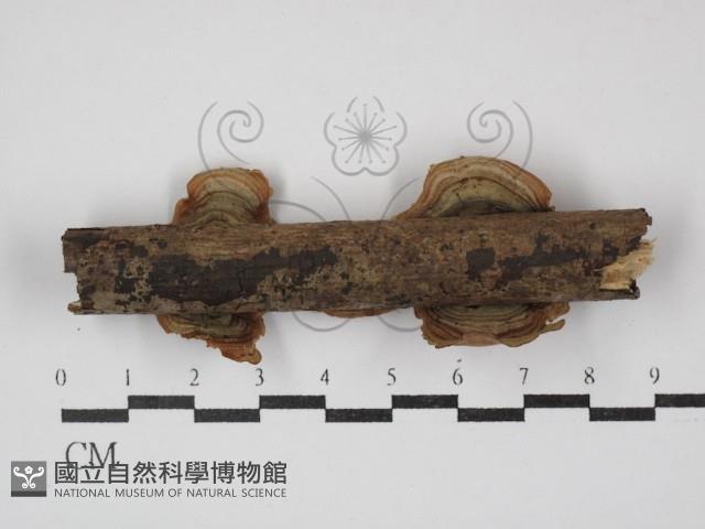 蠔韌革菌藏品圖，第3張