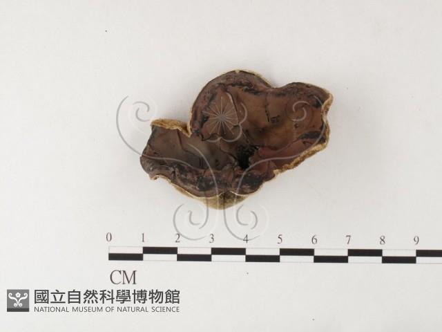 毛木耳藏品圖，第1張